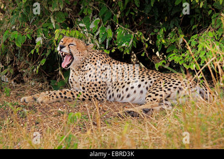 cheetah (Acinonyx jubatus), lying at a bush yawning, Tanzania, Serengeti Stock Photo