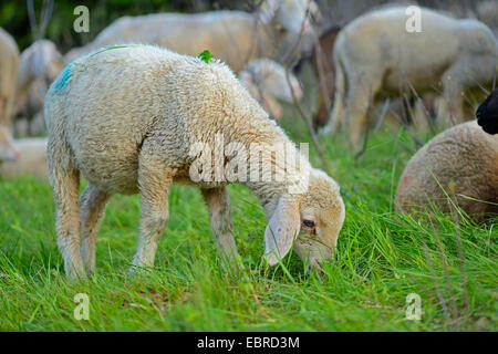 domestic sheep (Ovis ammon f. aries), grazing sheep of a herd of sheep in a meadow, Germany, Bavaria Stock Photo