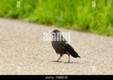 jackdaw (Corvus monedula), young bird on a country lane, Germany, Lower Saxony, Norderney Stock Photo