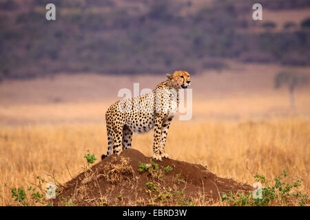 cheetah (Acinonyx jubatus), on a mound looking around, Tanzania, Serengeti National Park Stock Photo