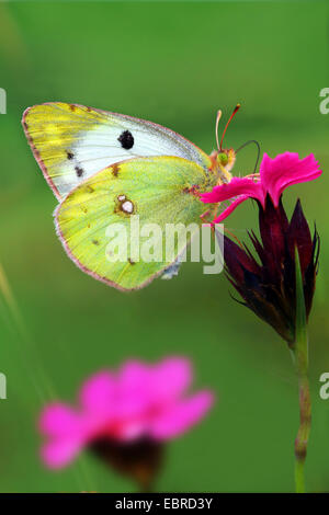 Pale Clouded Yellow (Colias hyale), sitting on a pink, Germany Stock Photo