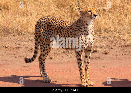 cheetah (Acinonyx jubatus), on the feed in savanna, Tanzania, Serengeti Stock Photo