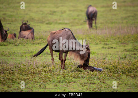 blue wildebeest, brindled gnu, white-bearded wildebeest (Connochaetes taurinus), mother with just born juvenile, Tanzania, Serengeti National Park Stock Photo