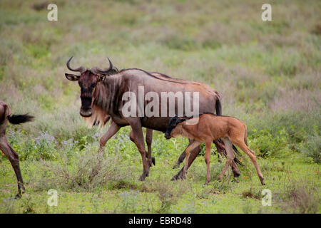 blue wildebeest, brindled gnu, white-bearded wildebeest (Connochaetes taurinus), mother with just born juvenile, Tanzania, Serengeti National Park Stock Photo