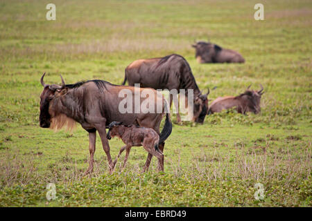 blue wildebeest, brindled gnu, white-bearded wildebeest (Connochaetes taurinus), mother with just born juvenile, Tanzania, Serengeti National Park Stock Photo