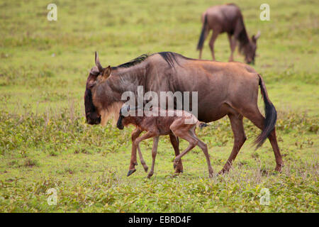 blue wildebeest, brindled gnu, white-bearded wildebeest (Connochaetes taurinus), mother with just born juvenile, Tanzania, Serengeti National Park Stock Photo