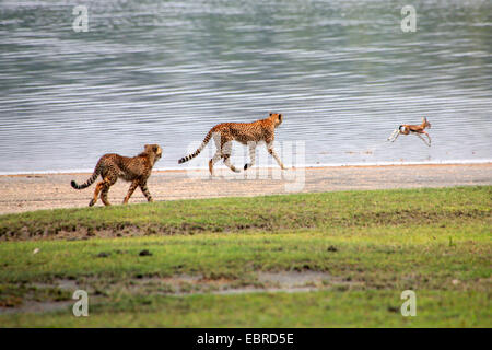 cheetah (Acinonyx jubatus), two cheetahs hunting a gazelle, Serengeti National Park Stock Photo