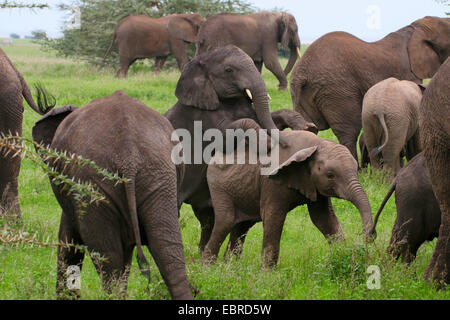 African elephant (Loxodonta africana), romping infants in a herd of elephants, Tanzania, Serengeti National Park Stock Photo