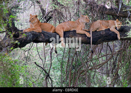lion (Panthera leo), three lions lying together on a tree, Tanzania, Lake Manyara National Park Stock Photo
