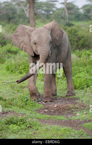 African elephant (Loxodonta africana), elephant calf walking in the Serengeti, Tanzania, Serengeti National Park Stock Photo