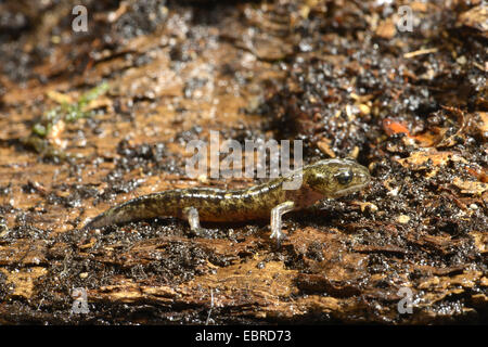 Corsican fire salamander (Salamandra corsica), shortly after metamorphosis on the shore, France, Corsica, Col de Bavella Stock Photo