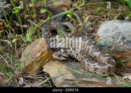 Coastal viper, European coastal viper, Ottoman viper, Near East viper (Vipera xanthina, Daboia xanthina, Montivipera xanthina), lying on stones, Turkey, Lycia, Dalyan, Mugla Stock Photo