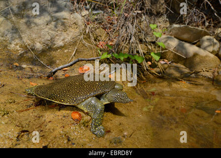 African softshell turtle, Nile softshell turtle (Trionyx triunguis), young African softshell flees into the water, Turkey, Lycia, Dalyan, Mugla Stock Photo