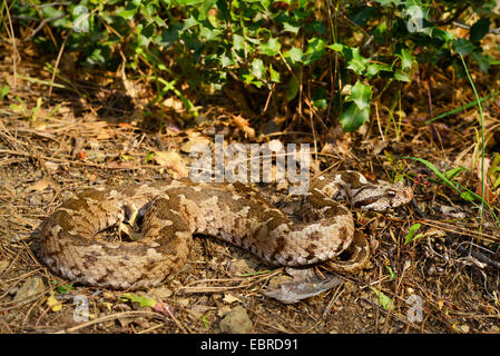 Coastal viper, European coastal viper, Ottoman viper, Near East viper (Vipera xanthina, Daboia xanthina, Montivipera xanthina), winding on the ground, Turkey, Lycia, Dalyan, Mugla Stock Photo