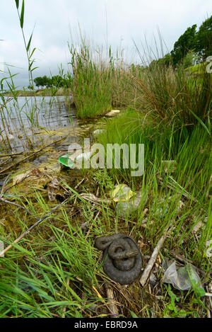 dice snake (Natrix tessellata), lyung in a coiled up shore, Turkey, Thrace Stock Photo