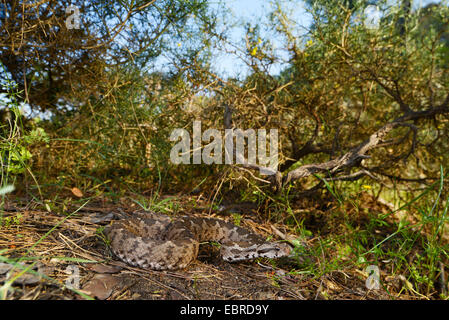 Coastal viper, European coastal viper, Ottoman viper, Near East viper (Vipera xanthina, Daboia xanthina, Montivipera xanthina), winding on the ground, Turkey, Lycia, Dalyan, Mugla Stock Photo