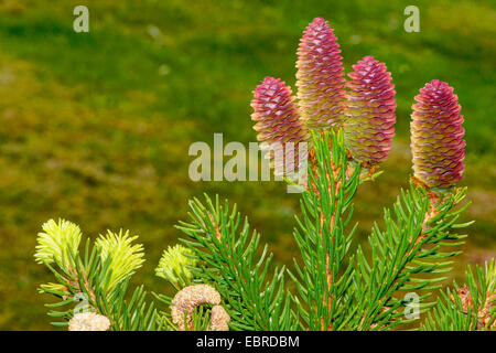 Norway spruce (Picea abies), branch with young cones, Germany, North Rhine-Westphalia, Hochsauerland Stock Photo