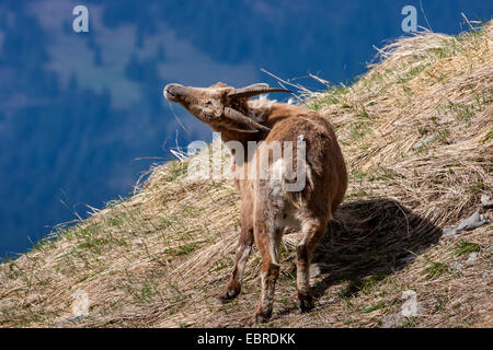 Alpine ibex (Capra ibex, Capra ibex ibex), female scratches itself with its horn, change of fur, Switzerland, Toggenburg, Chaeserrugg Stock Photo