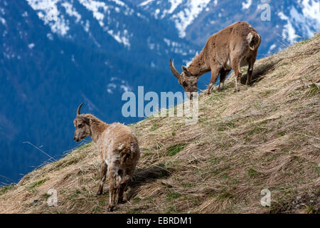 Alpine ibex (Capra ibex, Capra ibex ibex), female feed fresh alpine grass at a slope, Switzerland, Toggenburg, Chaeserrugg Stock Photo