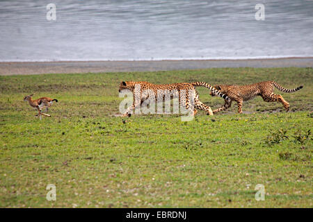 cheetah (Acinonyx jubatus), two cheetahs hunting a gazelle, Serengeti National Park