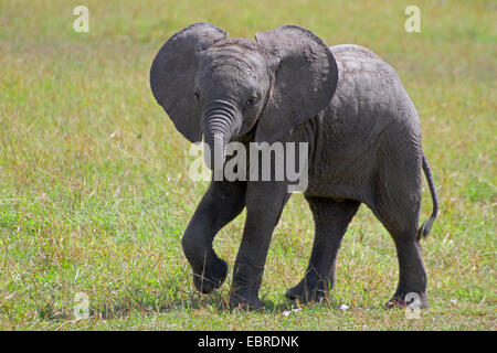 African elephant (Loxodonta africana), elephant calf walking in a meadow, Tanzania, Serengeti National Park Stock Photo