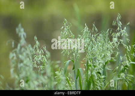 cultivated oat, common oat (Avena sativa), oat fields, Germany, Bavaria, Oberpfalz Stock Photo