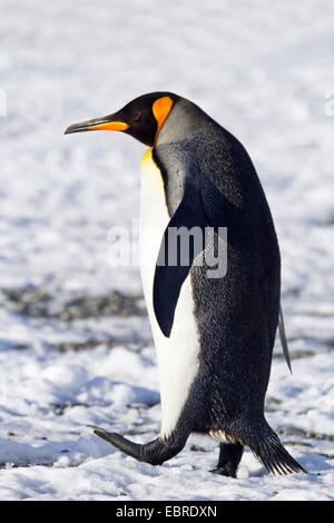 king penguin (Aptenodytes patagonicus), walking through the snow, Antarctica, Suedgeorgien
