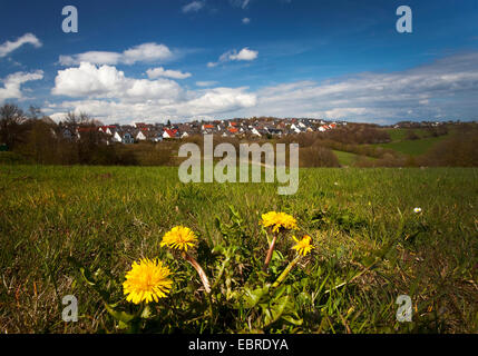 common dandelion (Taraxacum officinale), in a meadow, Breckerfeld in background, Germany, North Rhine-Westphalia, Sauerland, Breckerfeld Stock Photo