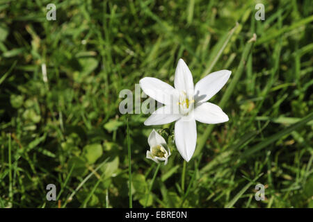 sleepydick, star of bethlehem (Ornithogalum umbellatum), flowering in a meadow, Germany, North Rhine-Westphalia, Ruhr Area, Witten Stock Photo