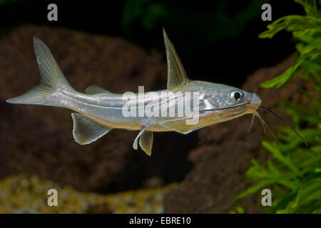 Dwarf Shark (Ariopsis seemanni), swimming Stock Photo