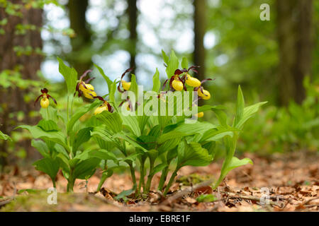 Lady's slipper orchid (Cypripedium calceolus), blooming in a spring forest, Germany, Bavaria, Oberpfalz Stock Photo