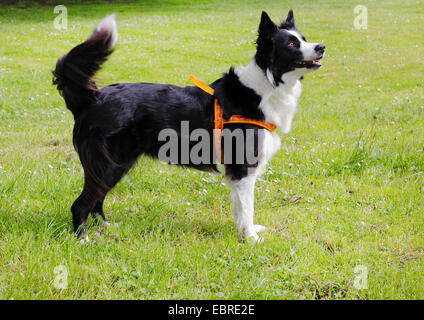 Adult Border Collie Dog Standing in a Meadow Stock Image - Image of collie,  grass: 133920371