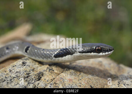 Collared Dwarf Racer, Red Whip Snake (Platyceps collaris, Coluber ...