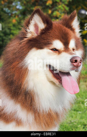 Finnish Reindeer Herder (Canis lupus f. familiaris), three year old male, portrait Stock Photo