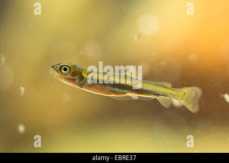 Danube salmon, huchen (Hucho hucho), with larval fin seam, Germany Stock Photo