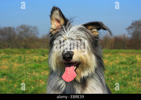 Berger de Picardie, Berger Picard (Canis lupus f. familiaris), three year old mixed breed, portrait, Germany Stock Photo