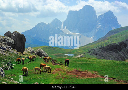 half-wild horses grazing on alpine pasture, Mount Pelmo in background, Italy, South Tyrol, Dolomiten Stock Photo