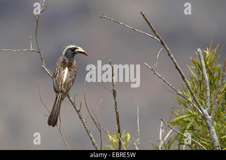 African grey hornbill (Tockus nasutus), sitting in a tree, South Africa, North West Province, Pilanesberg National Park Stock Photo