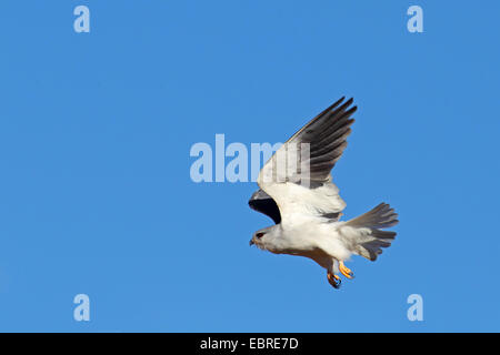 Black-shouldered kite (Elanus caeruleus), flying, South Africa, North West Province, Pilanesberg National Park Stock Photo