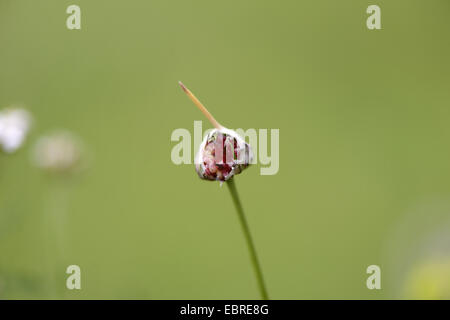 field garlic, crow garlic, wild onion (Allium vineale), opening iparous inflorescence, Germany, Bavaria Stock Photo