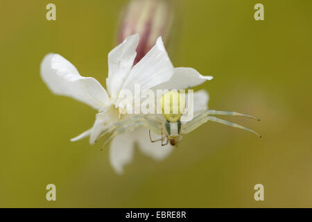White Campion (Silene latifolia subsp. alba, Silene alba, Silene pratensis, Melandrium album), with well camouflaged crab spider, Germany, Bavaria Stock Photo