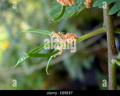 White Leadtree, Wild Tamarind, Jumbay, White Popinac (Leucaena leucocephala), young fruits Stock Photo