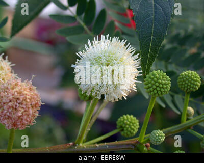 White Leadtree, Wild Tamarind, Jumbay, White Popinac (Leucaena leucocephala), blooming Stock Photo