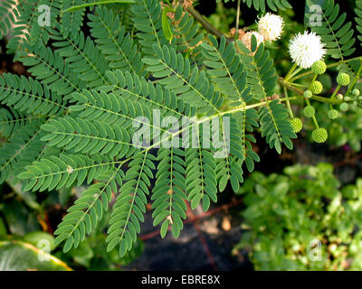 White Leadtree, Wild Tamarind, Jumbay, White Popinac (Leucaena leucocephala), blooming branch Stock Photo