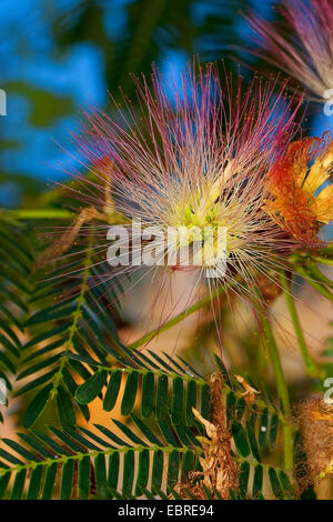 Silk Tree, Pink Siris (Albizia julibrissin), blooming Stock Photo