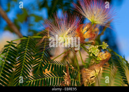 Silk Tree, Pink Siris (Albizia julibrissin), blooming Stock Photo