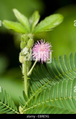 sensitive plant, Touch-me-not (Mimosa pudica), blooming Stock Photo