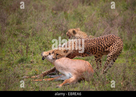 cheetah (Acinonyx jubatus), two cheetahs with caught Grant's gazelle, Tanzania, Serengeti National Park Stock Photo