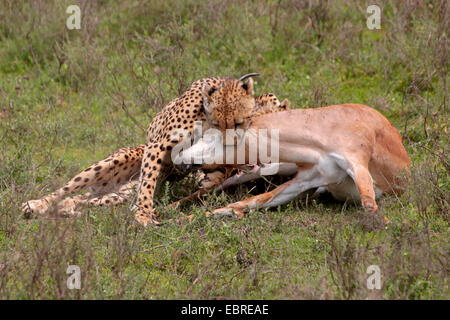 cheetah (Acinonyx jubatus), with caught Grant's gazelle, Tanzania, Serengeti National Park Stock Photo