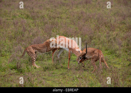 cheetah (Acinonyx jubatus), two cheetahs with caught Grant's gazelle, Tanzania, Serengeti National Park Stock Photo